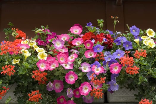 Balkonblumen, Surfina, Geranien