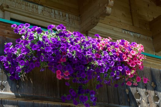Balkonblumen
