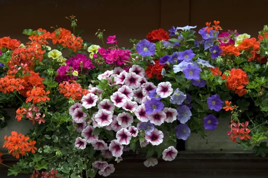 Balkonblumen, Surfina, Geranien