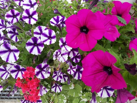 Petunie, Pitunia, Calibrachoa, Carillon, Rose