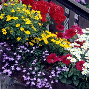 Balkonblumen.