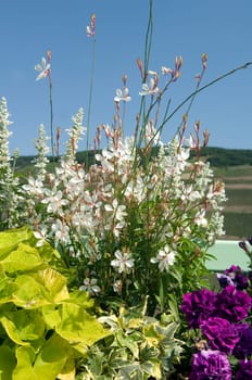 Balkonblumen  Prachtkerze  Gaura lindheimer