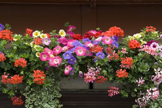 Balkonblumen, Surfina, Geranien