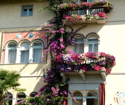 Balkonblumen