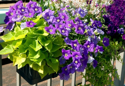Petunie  Surfina  Petunien  Balkonblumen