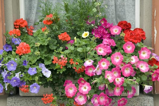 Balkonblumen, Surfina, Geranien