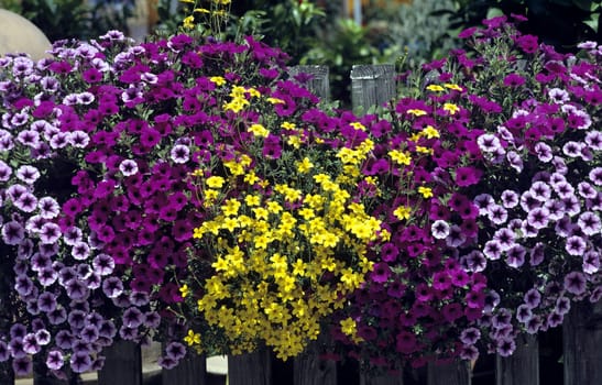 Balkonblumen, Blumen im Kasten, Petunie, Surfina, Bidens, Balkonblumen