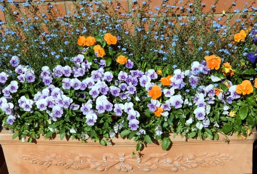 Balkonblumen