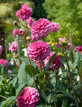 Balldahlie  Charles Dickens