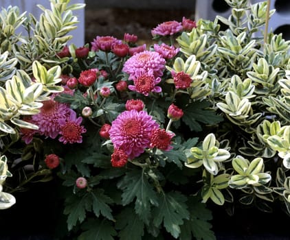 Balkonblumen, Chrysanthemen, Spindelstrauch.