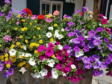 Balkonblumen