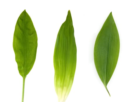 Baerlauch, Allium, ursinum, Zwiebelpflanze, Wildkraeuter, Wildgemuese