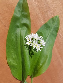 Baerlauch, Allium, ursinum