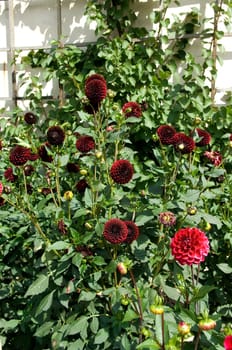 Balldahlie  Black Barbara