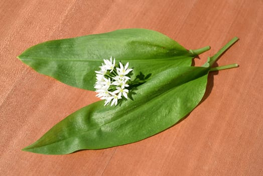 Baerlauch, Allium, ursinum