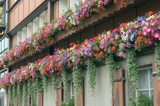 Balkonblumen, Surfina, Geranien