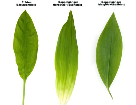 Baerlauch, Allium, ursinum, Zwiebelpflanze, Wildkraeuter, Wildgemuese