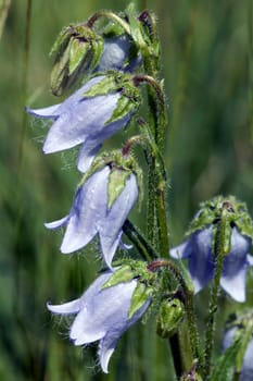 Baertige Glockenblume  Campanula barbata