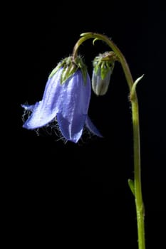Baertige Glockenblume  Campanula barbata