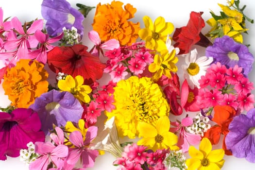 Balkonblumen