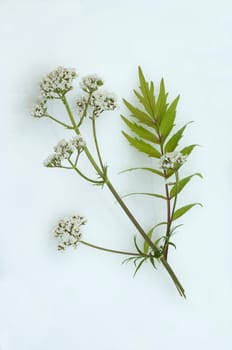 Baldrian, Badrianbluete, Valeriana officinalis