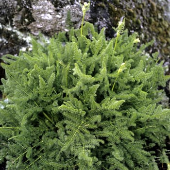 Baerwurz, Meum athamanticum, Heilpflanzen