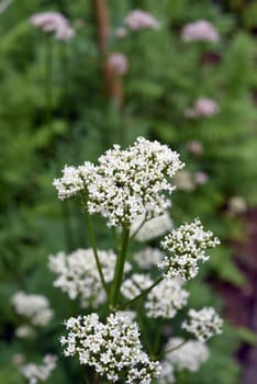 Baldrian, Baldrianbluete, Valeriana, officinalis