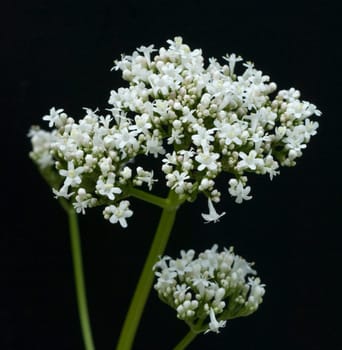 Baldrian, Badrianbluete, Valeriana officinalis