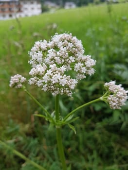 Baldrian  Baldrianbluete  Valeriana  officinalis  Heilpflanze