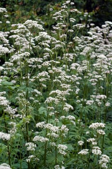 Baldrian, Badrianbluete, Valeriana officinalis