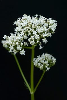 Baldrian, Badrianbluete, Valeriana officinalis