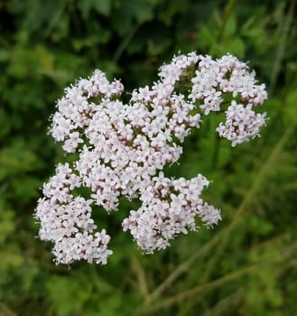 Baldrian  Baldrianbluete  Valeriana  officinalis  Heilpflanze