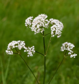 Baldrian, Baldrianbluete, Valeriana, officinalis