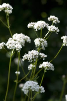 Baldrian  Valeriana officinalis
