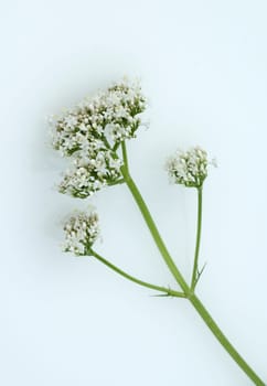 Baldrian, Badrianbluete, Valeriana officinalis