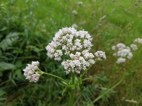 Baldrian  Baldrianbluete  Valeriana  officinalis  Heilpflanze