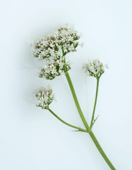 Baldrian, Badrianbluete, Valeriana officinalis
