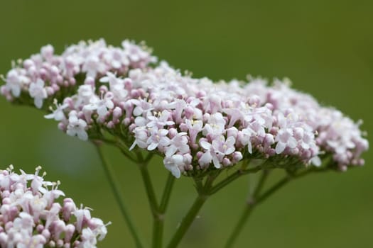 Baldrian  Baldrianbluete  Valeriana  officinalis