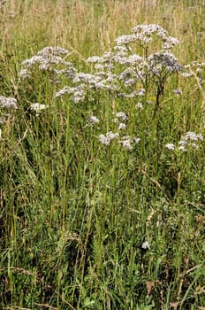 Baldrian  Valeriana officinalis