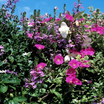 Balkonblumen, Fächerblume, Petunien, Begonien.