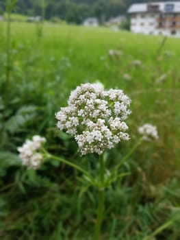 Baldrian  Baldrianbluete  Valeriana  officinalis  Heilpflanze