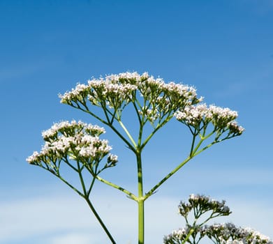 Baldrian  Valeriana officinalis