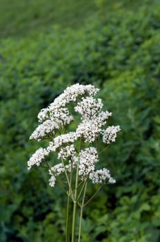 Baldrian, Badrianbluete, Valeriana officinalis