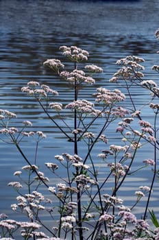 Baldrian  Baldrianbluete  Valeriana  officinalis