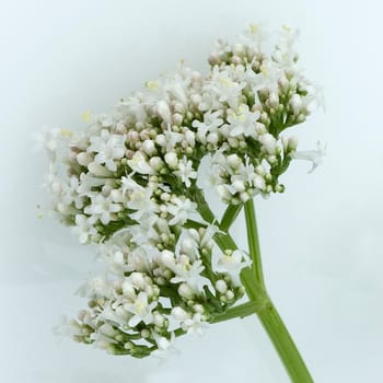 Baldrian, Baldrianbluete, Valeriana, officinalis, Heilpflanze