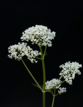 Baldrian, Baldrianbluete, Valeriana, officinalis, Heilpflanze