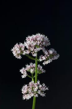Badrianbluete, Valeriana officinalis