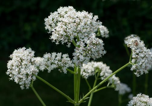 Baldrian  Valeriana officinalis