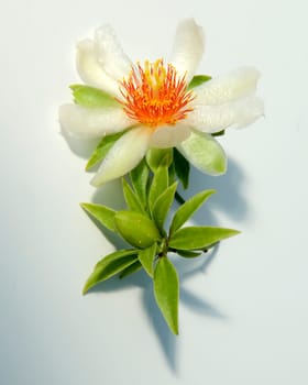Barbados-Stachelbeere  Pereskia aculeata
