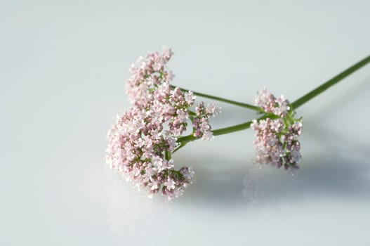 Badrianbluete, Valeriana officinalis